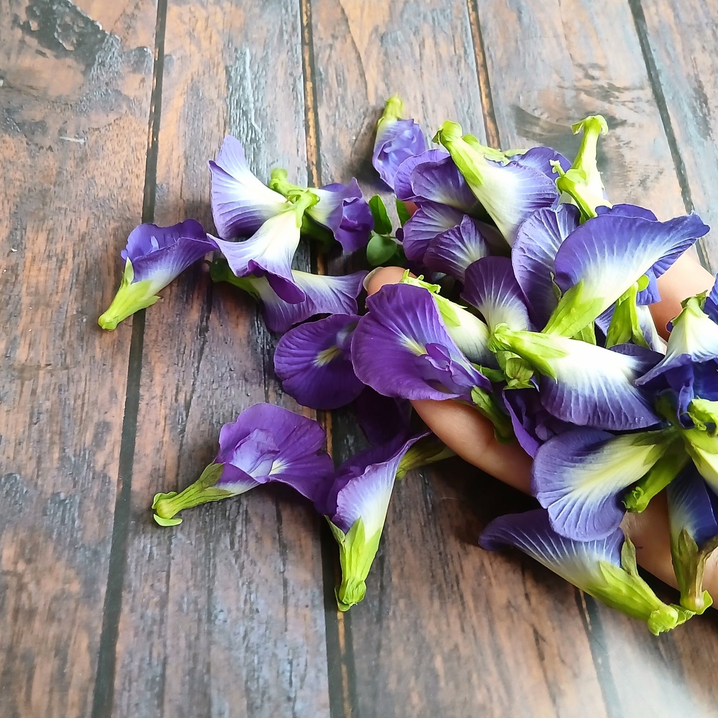 Buttherfly Pea Flower
