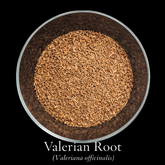 Valerian Root — Sedative